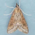 Pyrausta napaealis - Hodges#5023 - photo 3