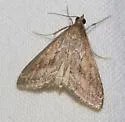 Pyrausta napaealis - Hodges#5023 - photo 4