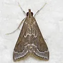 Pyrausta napaealis - Hodges#5023 - photo 5