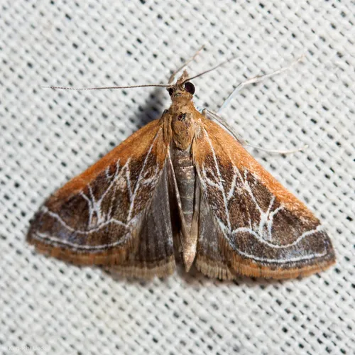 Fulvous-edged Pyrausta Moth - Hodges#5019 - Pyrausta nexalis