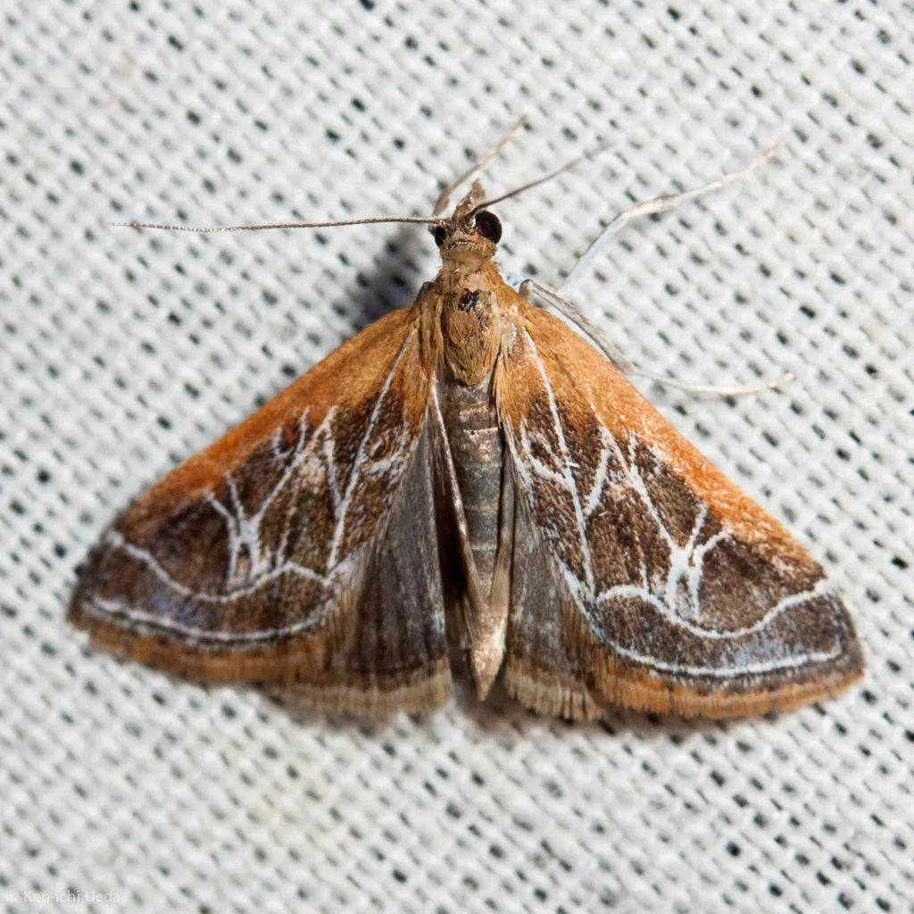 Fulvous-edged Pyrausta Moth - Hodges#5019 - photo 2