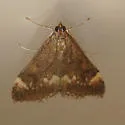 Pyrausta nicalis - Hodges#5032 - photo 2