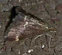 Pyrausta nicalis - Hodges#5032 - photo 3