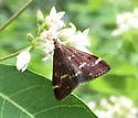 Pyrausta nicalis - Hodges#5032 - photo 4