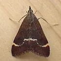 Pyrausta nicalis - Hodges#5032 - photo 5