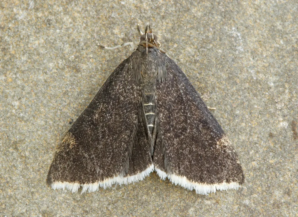 White-fringed Pyrausta Moth - Hodges#5073 - photo 2
