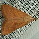 Pyrausta obtusanalis - Hodges#5072 - Pyrausta obtusanalis