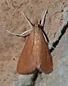 Pyrausta obtusanalis - Hodges#5072 - photo 2