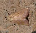 Pyrausta obtusanalis - Hodges#5072 - photo 3