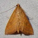 Pyrausta obtusanalis - Hodges#5072 - photo 4