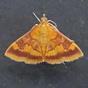 Pyrausta onythesalis - Hodges#5042 - photo 2