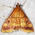Pyrausta onythesalis - Hodges#5042 - photo 4