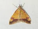 Pyrausta perrubralis - Hodges#5064 - Pyrausta perrubralis