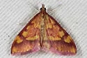 Pyrausta perrubralis - Hodges#5064 - photo 2