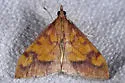 Pyrausta perrubralis - Hodges#5064 - photo 3