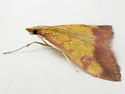 Pyrausta perrubralis - Hodges#5064 - photo 4
