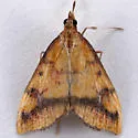 Pyrausta perrubralis - Hodges#5064 - photo 5