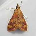 Pyrausta phoenicealis - Hodges#5049