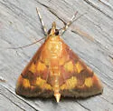 Pyrausta phoenicealis - Hodges#5049 - photo 3