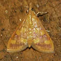 Pyrausta phoenicealis - Hodges#5049 - photo 4