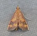 Pyrausta phoenicealis - Hodges#5049 - photo 5