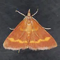 Pyrausta pseuderosnealis - Hodges#5053 - Pyrausta pseuderosnealis