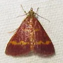 Pyrausta pseuderosnealis - Hodges#5053 - photo 2