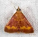 Pyrausta pseuderosnealis - Hodges#5053 - photo 3