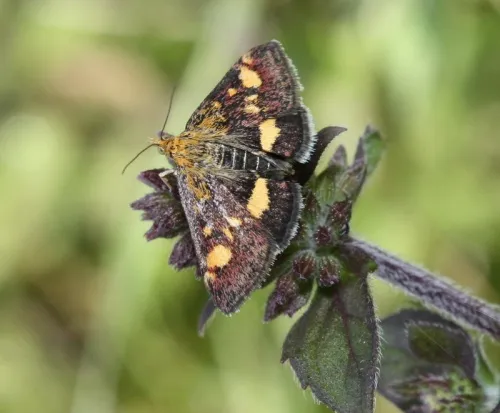 Pyrausta purpuralis - Pyrausta purpuralis