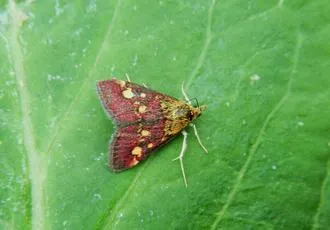 Pyrausta purpuralis - photo 8