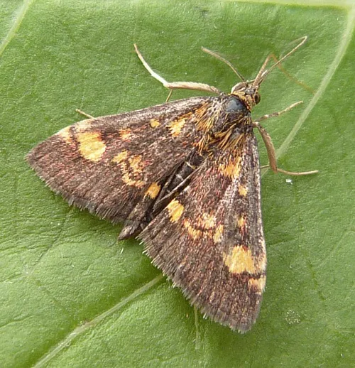 Pyrausta purpuralis - photo 2