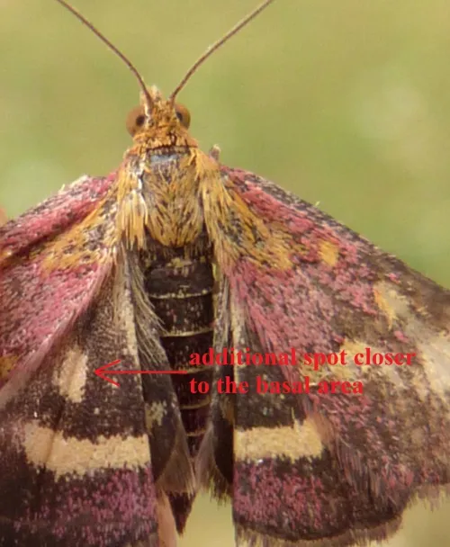 Pyrausta purpuralis - photo 3