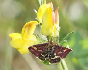 Pyrausta purpuralis - photo 4