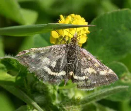 Pyrausta purpuralis - photo 5