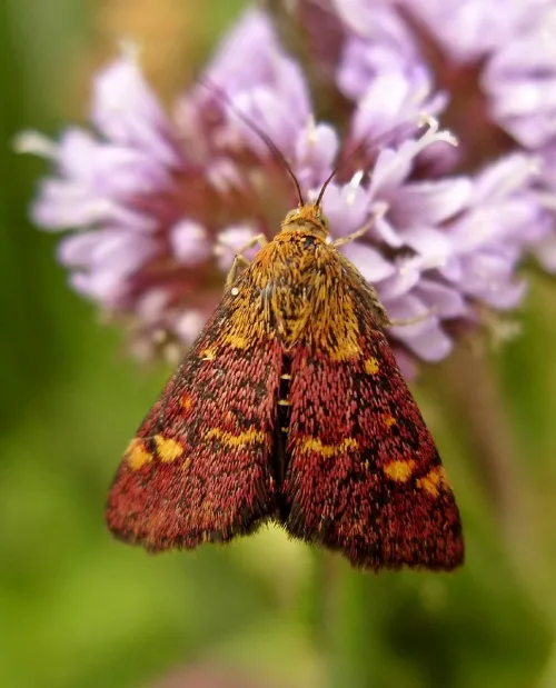 Pyrausta purpuralis - photo 6