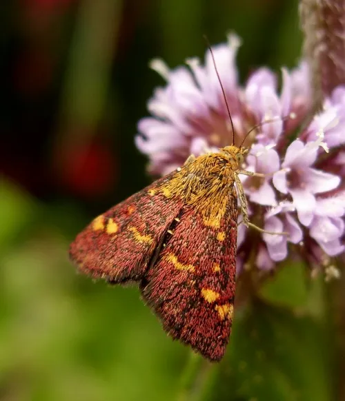 Pyrausta purpuralis - photo 7