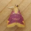 Pyrausta pythialis - Hodges#5035 - photo 2