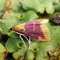 Pyrausta pythialis - Hodges#5035 - photo 4