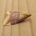 Pyrausta pythialis - Hodges#5035 - photo 5