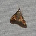 Pyrausta retidiscalis - Hodges#5062 - photo 2