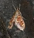 Pyrausta retidiscalis - Hodges#5062 - photo 3