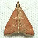 Pyrausta roseivestalis - Hodges#5021 - photo 2