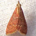 Pyrausta roseivestalis - Hodges#5021 - photo 3