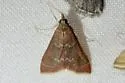 Pyrausta roseivestalis - Hodges#5021 - photo 4