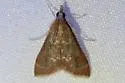 Pyrausta roseivestalis - Hodges#5021 - photo 5