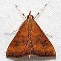 Variable Reddish Pyrausta - Hodges#5051