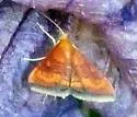 Variable Reddish Pyrausta - Hodges#5051 - photo 2