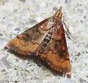 Variable Reddish Pyrausta - Hodges#5051 - photo 3