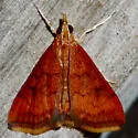 Variable Reddish Pyrausta - Hodges#5051 - photo 4