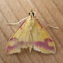 Pyrausta scurralis - Hodges#5065 - photo 3